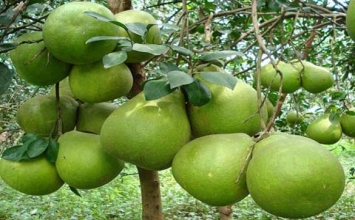 7 điều thú vị về trái bưởi, chớ nên bỏ qua! 